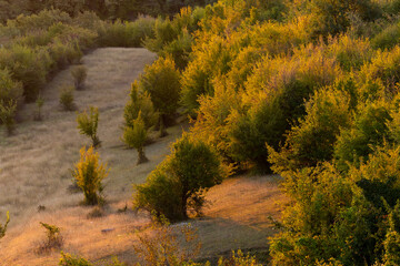 trees and bushes on a hillside in the morning sun