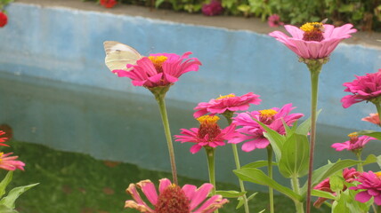 flower and butterfly
