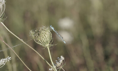 Blaue Jungfer-Libelle im Morgentau