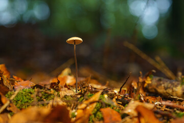 Pilz im Herbstlicht