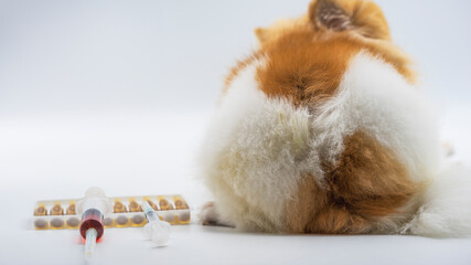 Medicine, pet, animals, health care and people concept - close up of Pomeranian dog lying on white...