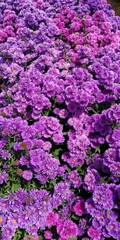 Purple bush flowers in the garden
