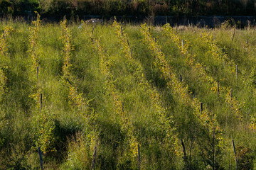 grape plantations in the sun
