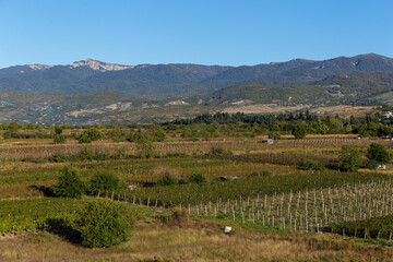Fototapeta na wymiar grape plantations in the sun