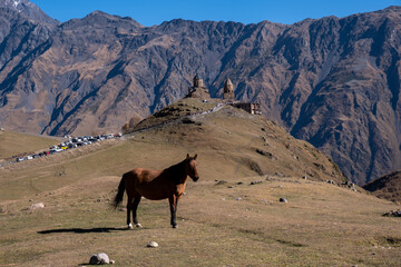 horse against the background of an ancient temple Kazbegi