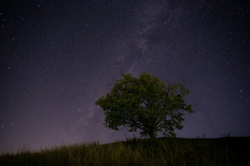 Lonely tree on a hill under the starry sky