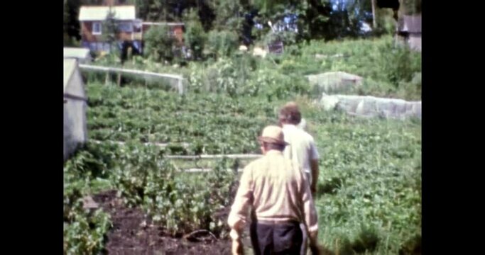 People walk in green beds with vegetables, herbs in summer. Growing organic fruits in rural areas. Vegetables greenhouses. Agriculture gardening. 4k vintage footage. Retro archival film. 1980s archive