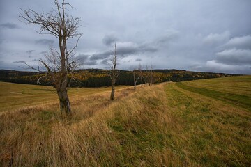 sad autumn landscape with trees