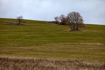 sad autumn landscape with trees