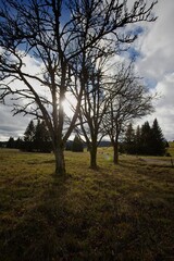 sad autumn landscape with trees