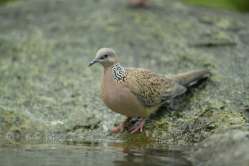 Eastern Spotted Dove on stone birdwatching in the forest