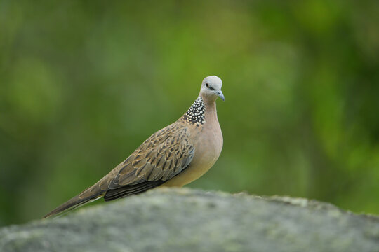 Eastern Spotted Dove on stone birdwatching in the forest