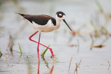 Black-necked stilt (Himantopus mexicanus) in marsh, Kissimmee, Florida, USA