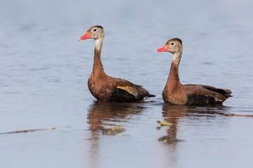 Black-bellied Whistling Duck (Dendrocygna autumnalis) at Lake Parker, Florida, USA