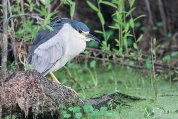 Black-crowned night-heron (Nycticorax nycticorax) at Circle B Bar Reserve, Florida USA