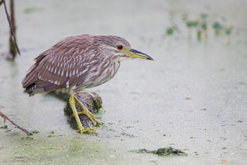 Immature black-crowned night-heron (Nycticorax nycticorax) at Circle B Bar Reserve, Florida USA