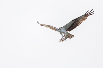 Osprey (Pandion haliaetus) flying with fish at Circle B Bar Reserve, Florida, USA