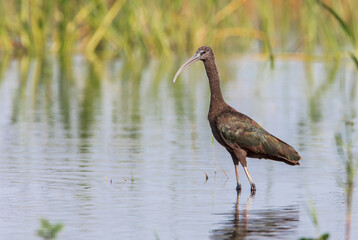 Glossy ibis (Plegadis falcinellus) standing in marsh, Lake Kissimmee, Florida, USA