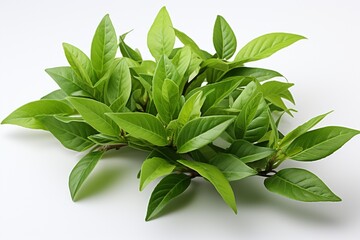 Green Tea Leaves on white background.