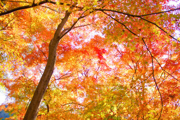 [愛知県]春日井市愛岐トンネル群周辺風景
