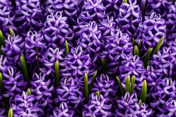 purple iris flower