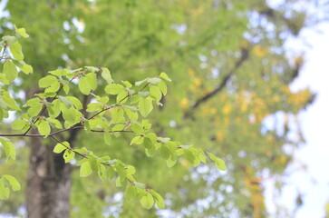 Buche im Frühherbst