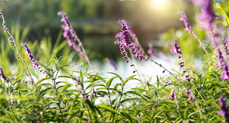 Background of purple salvia flower