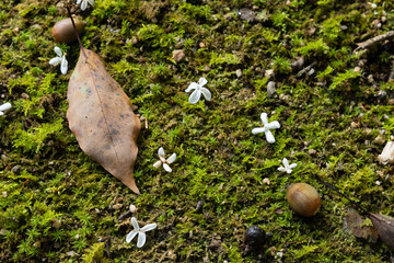 落ち葉と苔と銀木犀