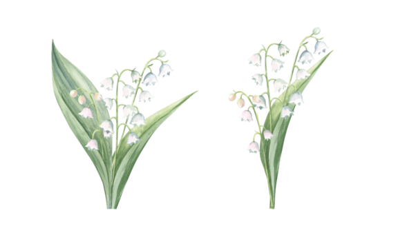 Watercolor illustration of the lily of the valley flowers, elegant spring set of two bouquets for the cards, stickers, invitations 