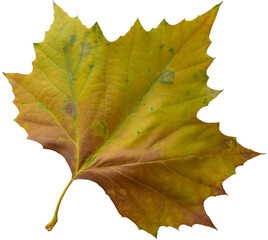 Maple leaf in autumn colors, isolated image, transparent background