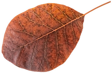 Smoke tree leaf in autumn colors, isolated image, transparent background