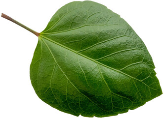 Dark green hibiscus leaf, isolated image, transparent background