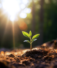 Sapling Basking in Sunlight. Earth Day Concept.
A young plant sprout flourishing in the warm sunlight, symbolizing growth and new beginnings. - obrazy, fototapety, plakaty