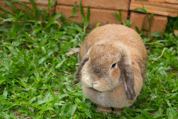 Cute rabbit with lop ears and chubby brown is resting in garden of country house. It was tamed Holland Lop rabbit. It's fat, young, fluffy and playful. Chiang Mai Thailand.