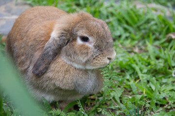 Cute rabbit with lop ears and chubby brown is resting in garden of country house. It was tamed Holland Lop rabbit. It's fat, young, fluffy and playful. Chiang Mai Thailand.