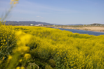 菜の花