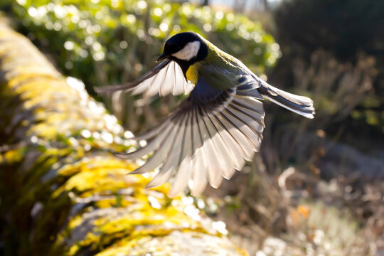 M&eacute;sange charbonni&egrave;re en vol