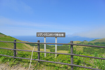 レブンウスユキソウ群生地
