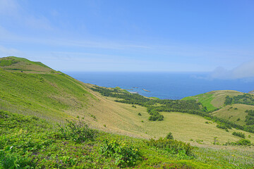 レブンウスユキソウ群生地