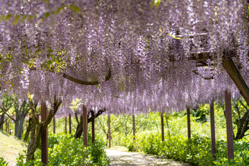 藤棚