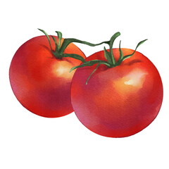 red tomato summer isolated Hand drawn illustration on a transparent background