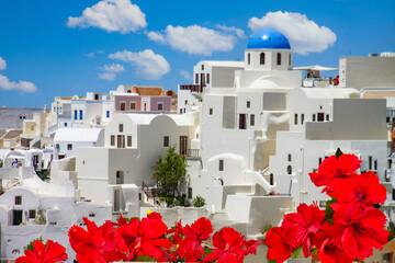 Red flowers in Santorini,greece