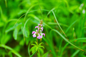 レブンシオガマ