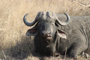 Photo sur Plexiglas Parc national du Cap Le Grand, Australie occidentale African Buffalo in the Grass