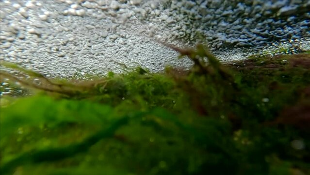 Slow motion, Rapid flow of water with air bubbles over green algae to shallow at the waterfall, Natural background