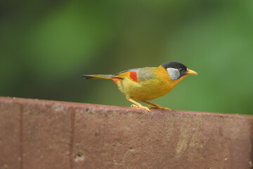 Silver-eared Mesia birdwatching in the forest