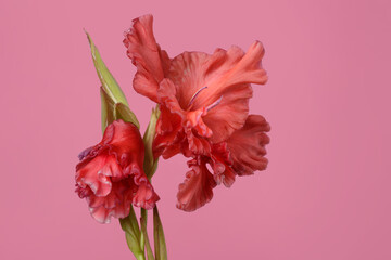 Red gladiolus flower isolated on pink background.