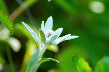 レブンウスユキソウ