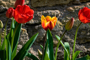 Red tulips in the ground in a garden at springtime