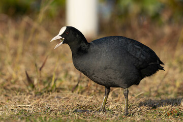 公園の草をもりもり食べるオオバン